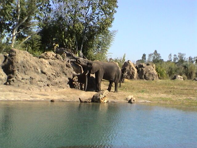 Disney Animal Kingdom